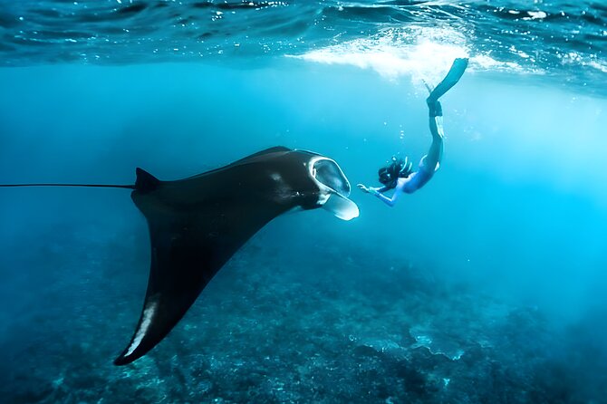 Snorkeling in Nusa Penida - Manta Bay, Wall Point and Gamat Bay - Good To Know
