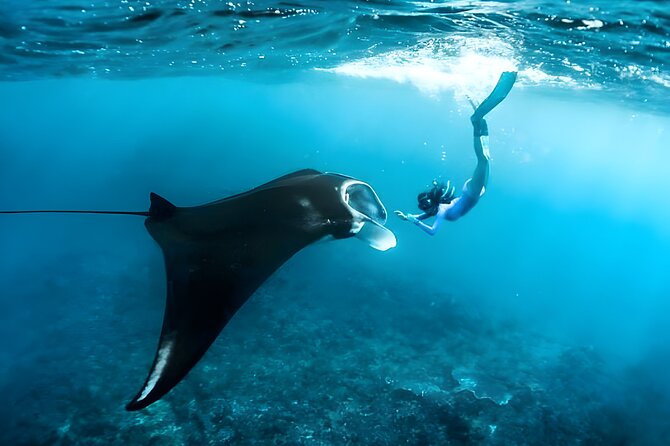 Snorkeling in Wall Point, Gamat Bay and Manta Bay: Nusa Penida Island - Gamat Bay: Underwater Beauty