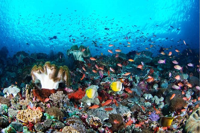 Snorkeling Nusa Penida and Island Tour Package