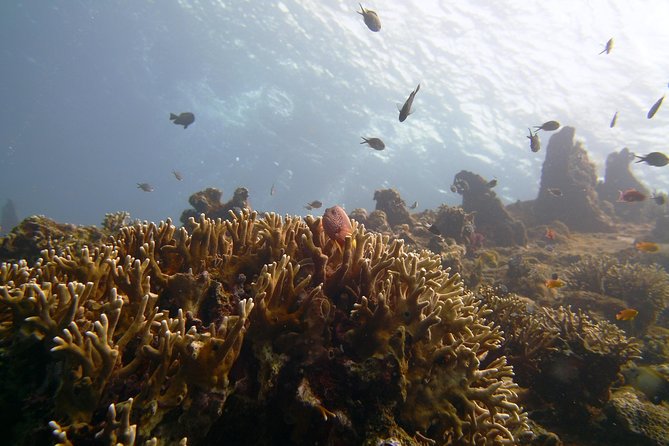 Snorkeling Package at Tulamben Liberty Shipwreck