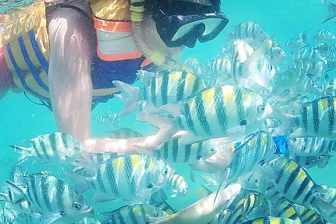 Snorkeling Tour In Gili Islands Pick Up From Lombok Or Gili