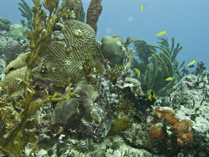 Snorkeling Tour Plus Isla Mujeres Private Tour - Good To Know