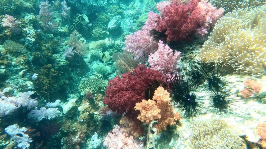 Snorkeling Trip Around Adang - Good To Know