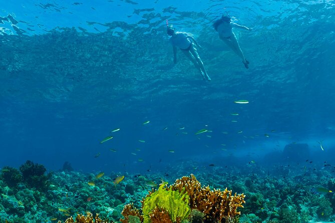 Snorkeling Trip to Menjangan Island