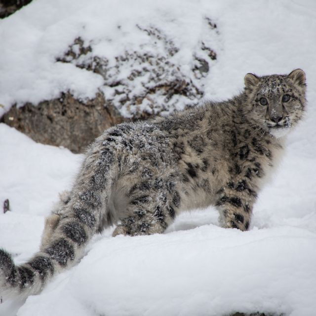 Snow Leopard Trek In Dolpo - Good To Know