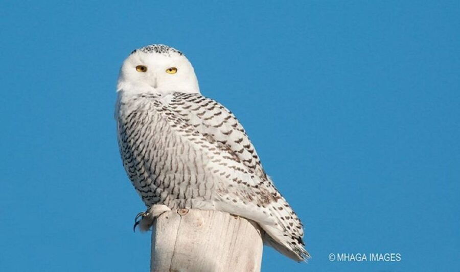 Snowy Owl 8-hour Photography Tour