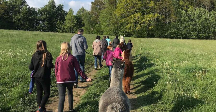 Sohland an Der Spree: Walk With an Alpaca - Good To Know