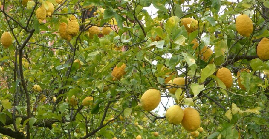Sorrento: Lemon Nursery Guided Tour & E-Bike Experience - Good To Know