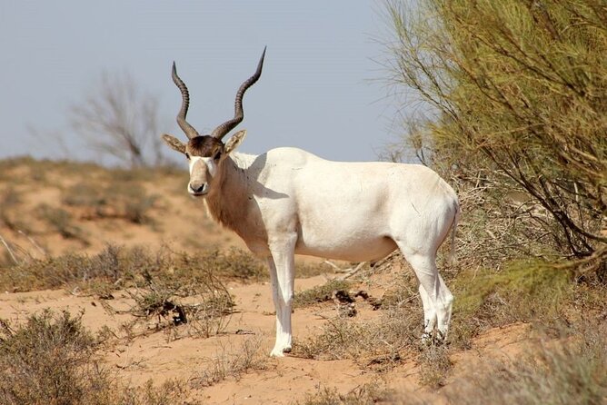 Souss Massa National Park Wildlife Safari W/Lunch  - Agadir - Good To Know