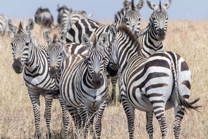 South Africa. Cape Town Best Of Aquila Safari Full Day Tour - Good To Know