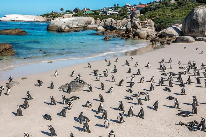 South Africa , Cape Town, Nelson Mandela Gateway & Cape Peninsula Penguin Tour - Good To Know