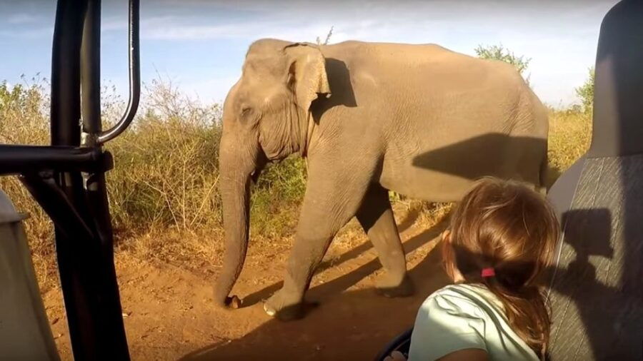 South Coast Wild Wonders Sinharaja, Yala, River Safari,Galle