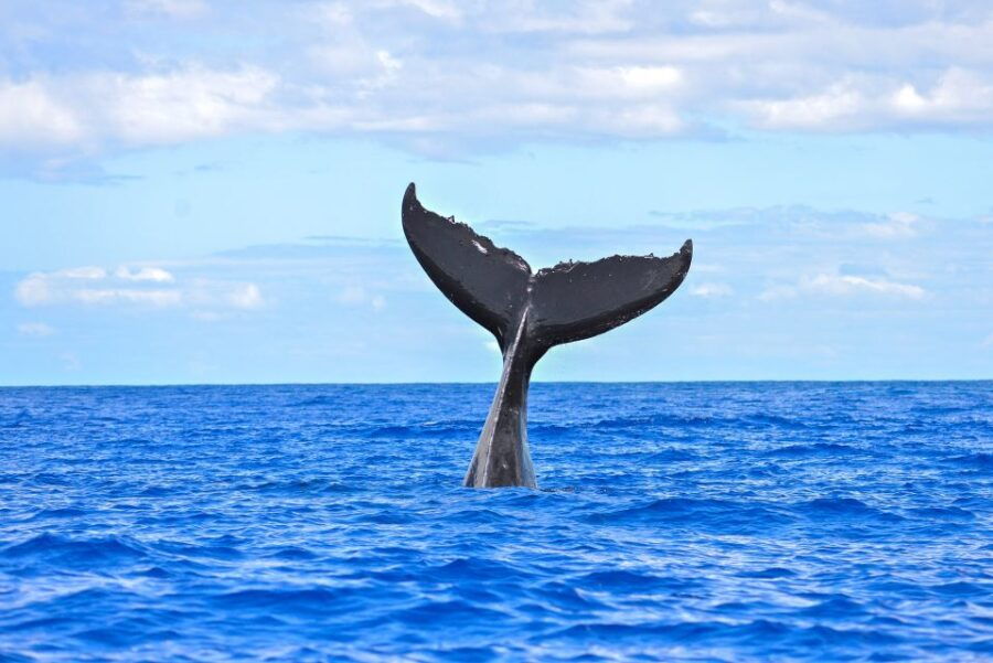 South Maui: Whale Watching Cruise Aboard Calypso