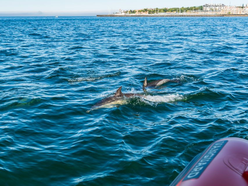 South Route: Dolphin Watching - Good To Know