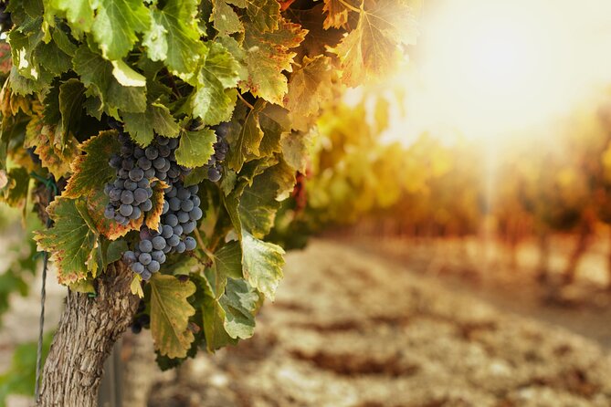 Southern Arizona Private Wine Tour South of Tucson - Sonoita-Elgin Vineyards