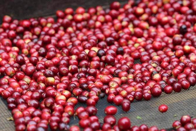 Specialty Coffee 101, History – Processing – Professional Cupping and More!