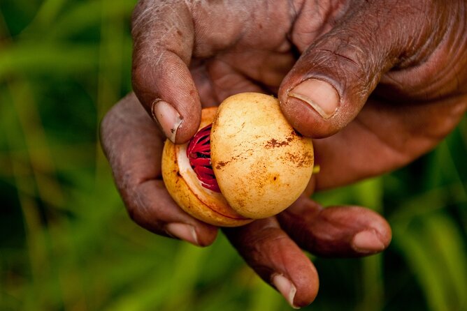 Spice Gardens, Rum & Chocolate Private Tour in Grenada
