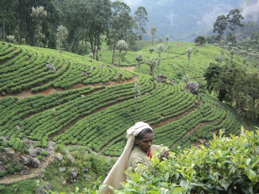 Sri Lanka Holidays With One Week Trekking the Pekoe Trail - Good To Know