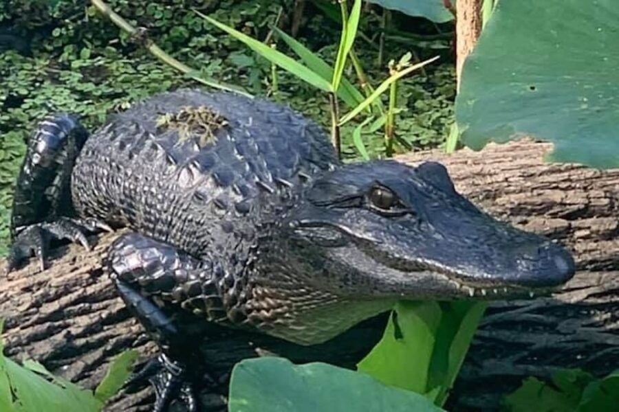 St. Augustine: St. Johns River Airboat Safari With a Guide - Good To Know