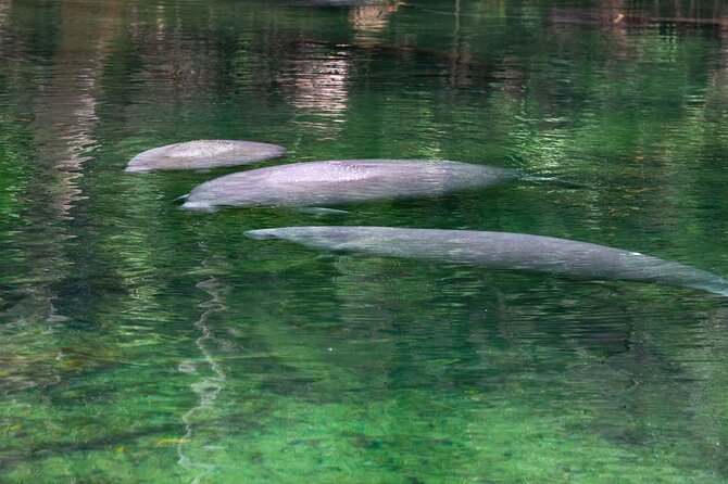 St. Johns River Nature Cruise at Blue Spring State Park