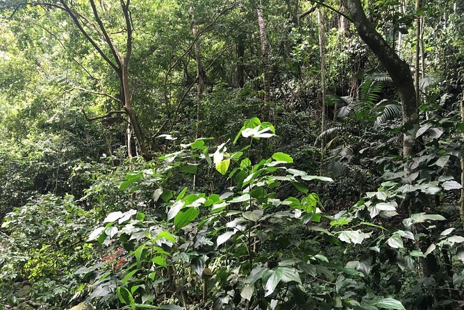 St. Kitts Half-Day Rainforest Tour - Good To Know