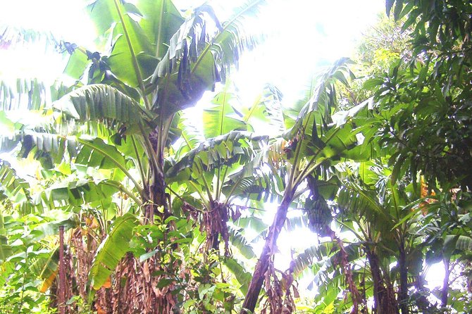 St Kitts Half-Day Rainforest Tour - Meeting and Pickup Information