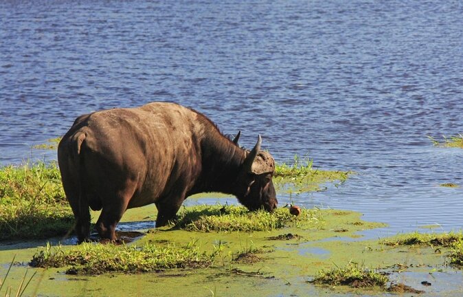 St Lucia Estuary Safari & Emdoneni Wild Cat Project Day Tour From Durban