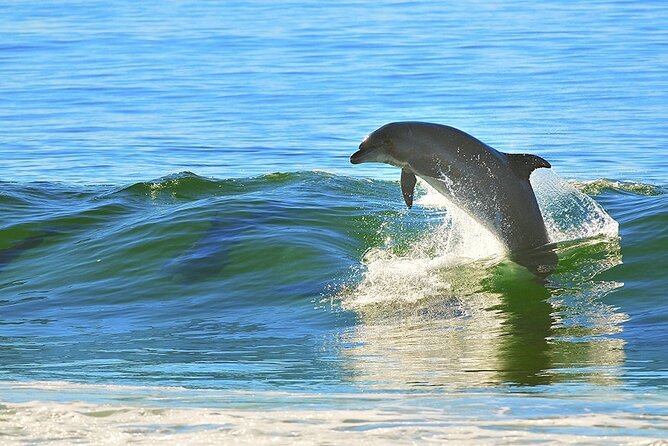 St. Petersburg Dolphin Sightseeing Cruise - Good To Know