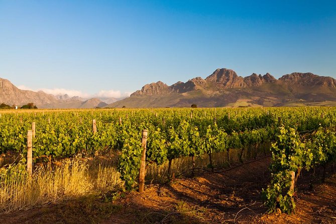 Stellenbosch Wine Tour Half Day From Cape Town - Good To Know