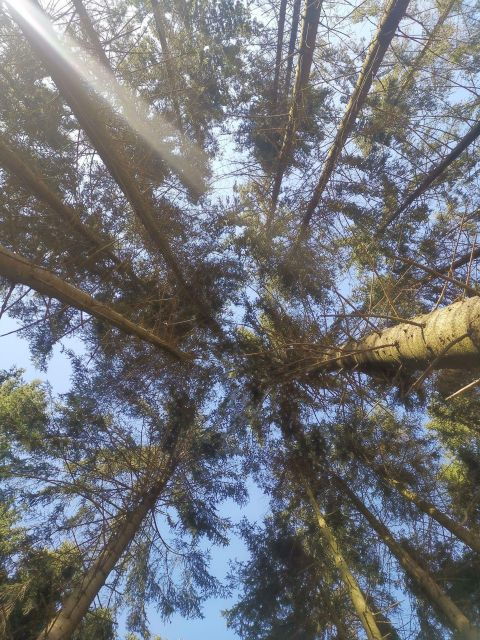 Step Out of the Busy Everyday Life With Forest Bathing - Good To Know