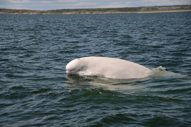 Subarctic Discovery: Churchill Beluga Whales