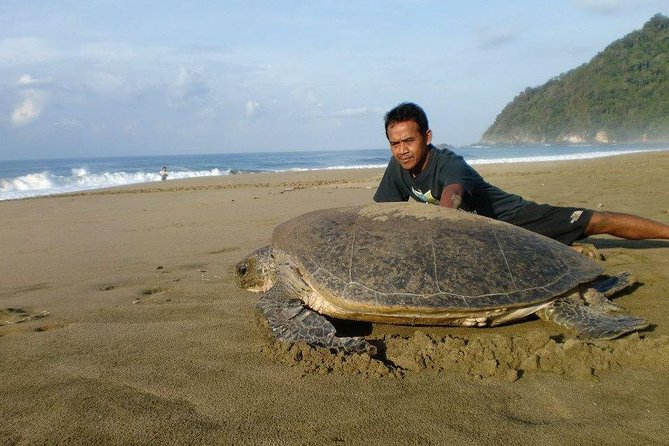 Sukamade Adventure -Turtle Beach Tour