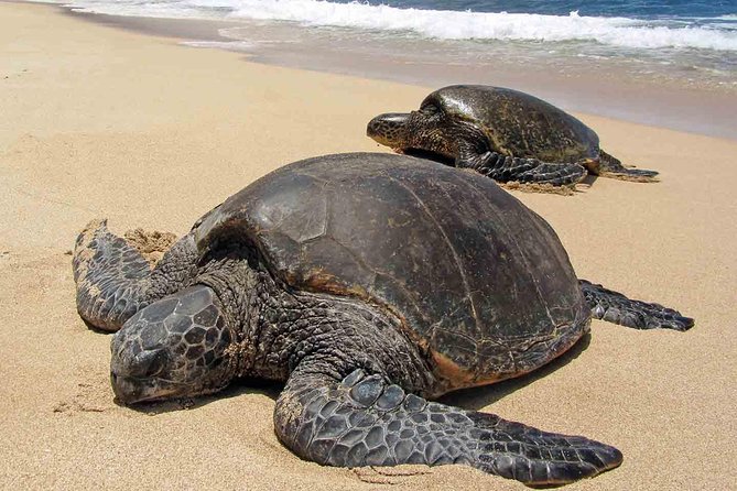 Sukamade Turtle Land Beach (2D1N) - Good To Know