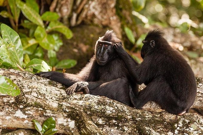 Sulawesi Tangkoko National Park Private Tour - Good To Know