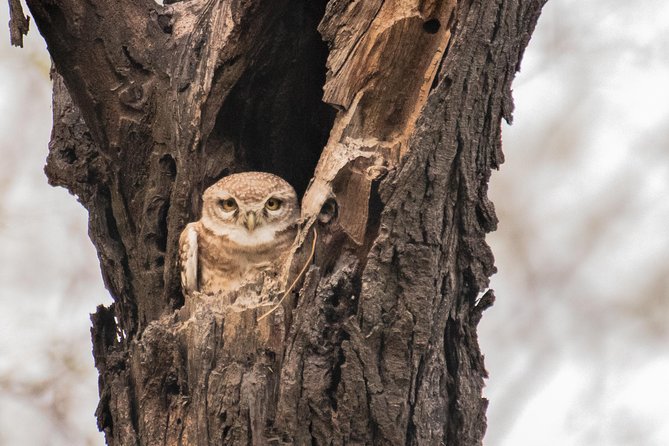Sultanpur National Park Bird Photography Private Tour - New Delhi