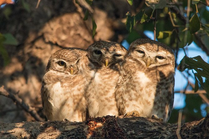 Sultanpur the Wonder of Birding From Delhi - Good To Know