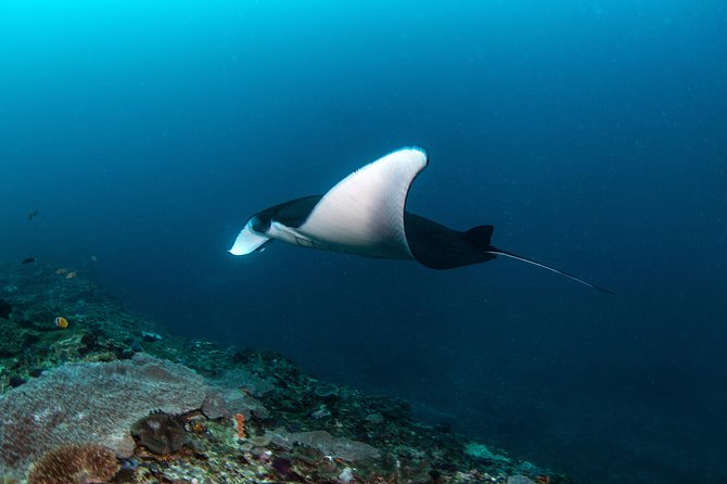Sun Fish/ Mola Mola Nusa Penida Scuba Diving Trip - Good To Know
