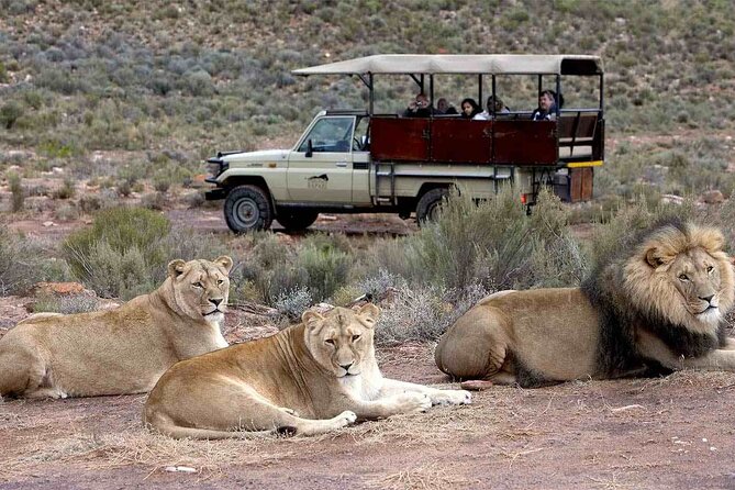 Sunset Big 5 Aquila Safari Snacks and Wine Tasting - Good To Know