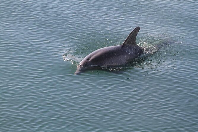 Sunset Dolphin/Bird Watching On A Private Guided Savannah Cruise - Good To Know