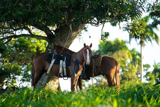 Sunset Horseback Riding & Ranch Experience With BBQ Dinner - Good To Know