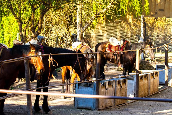 Sunset Horseback Riding - Good To Know