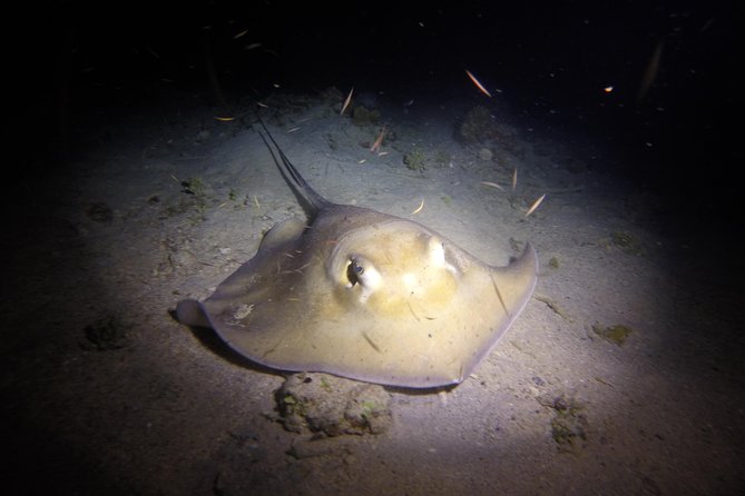Sunset Night Dive for Certified Divers in St Thomas