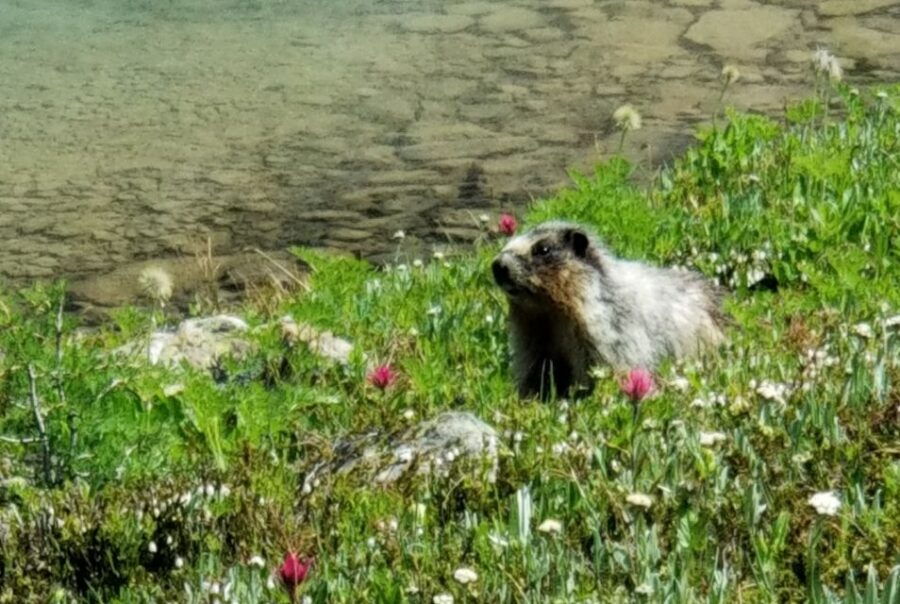 Sunshine Meadows Daily Guided Hike With Gondola - Good To Know