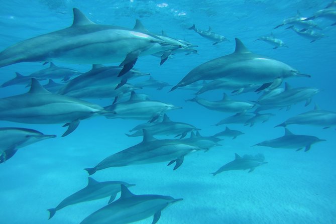 Swim With Dolphin in Dolphin House Satayeh Reef Snorkeling Sea Trip - Marsa Alam