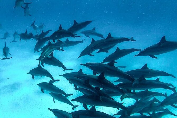 Swim With Dolphins in Sataya Reef With Lunch From Marsa Alam