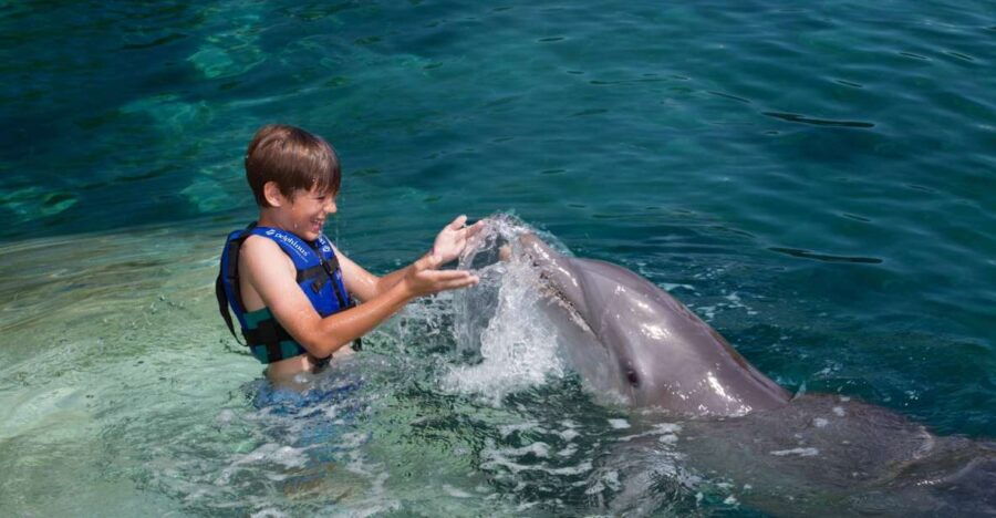 Swim With Dolphins Splash – Riviera Maya