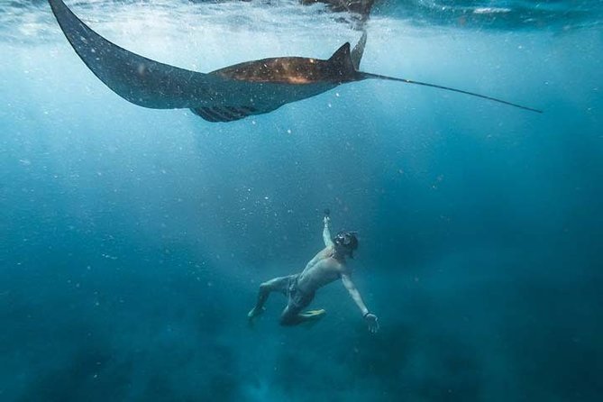 Swim With Manta Rays in Nusa Penida - ALL Inclusive - Good To Know