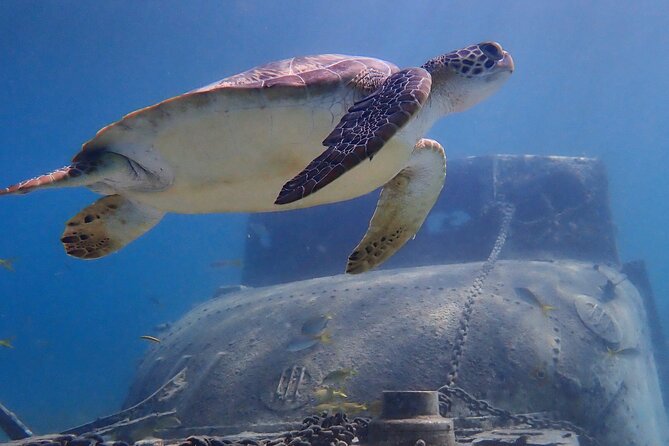 Swim With Turtles