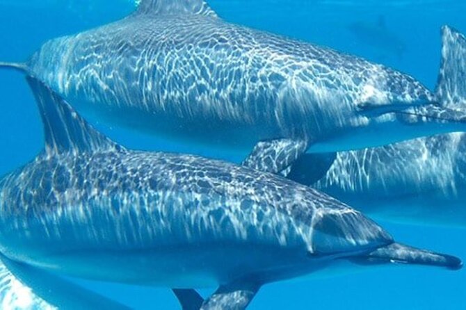 Swim With Wild Dolphins in Hurghada - Good To Know