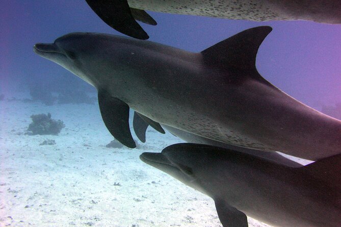 Swimming With Dolphins and Banana Boat Sea Trip Day Experience - Hurghada